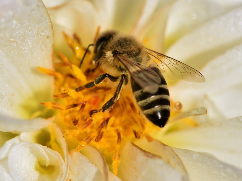 Child watching bees in garden